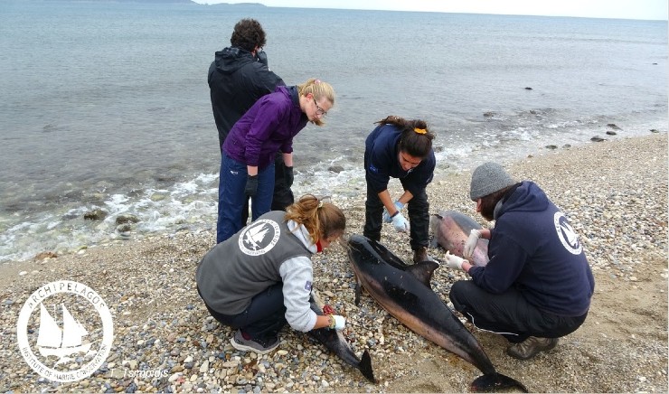 pireastime arxipelagos delfinia amoudia