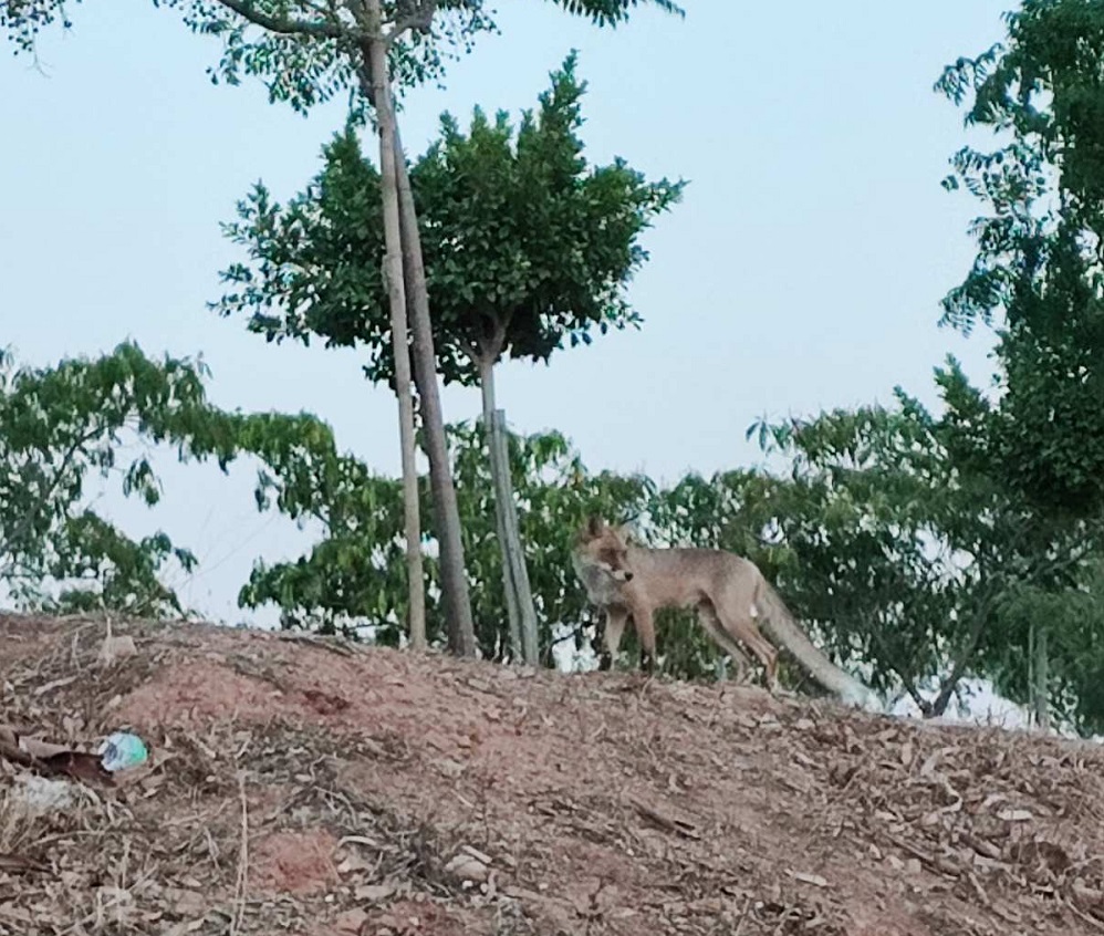 pireastime alepoudes drapetswna1