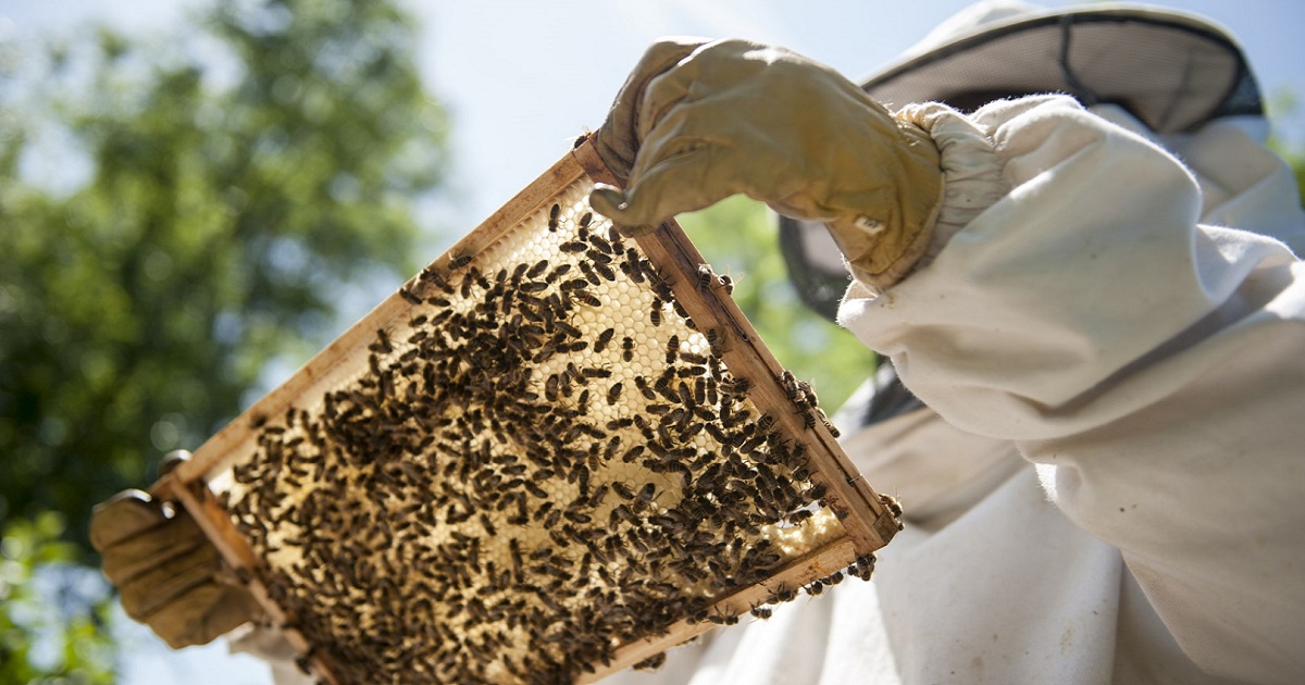 pireastime celestyal day tours