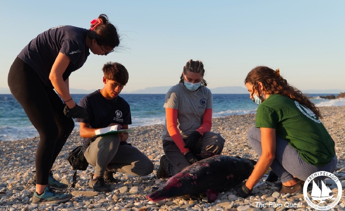 pireastime samo thanatosi delfini1